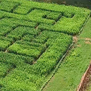 Corn maze at Ellsworth Hill Orchard & Berry Farms