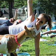 Woman with Goat doing Yoga