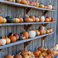 Pumpkins at Angevine Farm, Warren