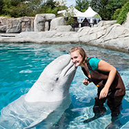Mystic Aquarium Beluga Whale
