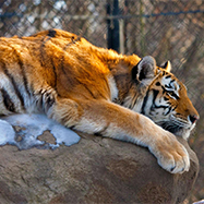 Tiger at Connecticut's Beardsley Zoo
