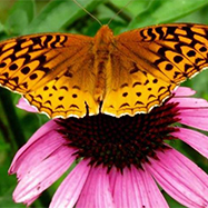 Butterfly on flower