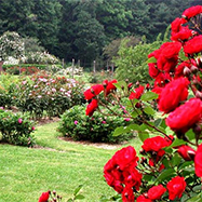 Pardee Rose Gardens