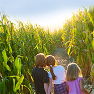 Corn Maze