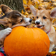 Dogs Enjoying the Fall
