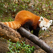 Red Panda - Connecticut's Beardsley Zoo