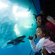 What's Now Open - Mystic Aquarium