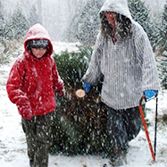 Cut or Pick Your Own Christmas Tree & More in Fairfield County! 