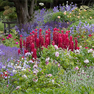 Spring Flowers & Gardens in the Litchfield Hills