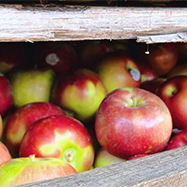 Pumpkins and Apples and Gourds, Oh My! in Mystic Country